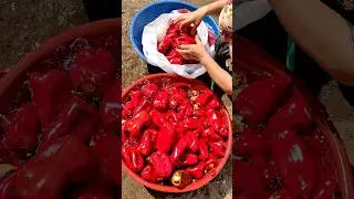 Biber 🌶️ Salçası Yapımı 🌶️