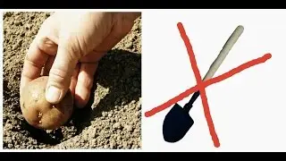 ПОСАДКА КАРТОФЕЛЯ БЕЗ ЛОПАТЫ В НЕКОПАННУЮ ЗЕМЛЮ!