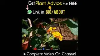 Where To Place Lantana Plant For Max. Flowering?