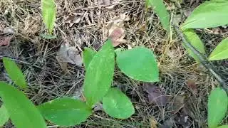 САМВЕЛ АДАМЯН В КВАРТИРЕ