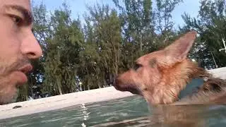 The dog, the sea and the fish seeking redemption.                         (собака, море и рыба)
