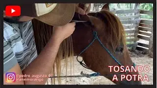 FAZENDO A TOSA DA POTRA DE 4 ANOS