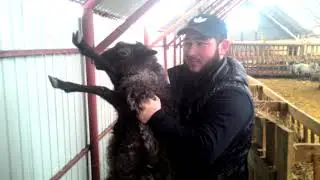 Отгрузка романовских овец в Киргизию (ПХ Пионер)