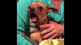 Scream