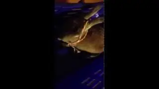 Rabbit annoyed with string