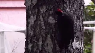 Черный дятел