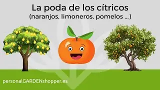 La poda de los cítricos (naranjos, limoneros, pomelos ...)