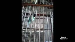Wow! Cucak ijo sahabat UH