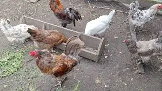 Немного о моих курочках.