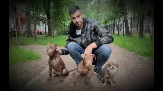 ОГРОМНЫЕ ЩЕНКИ ПИТБУЛЯ  Нам семь дней!!!