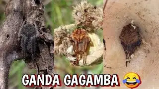 Gagamba Day Hunting Episode 2. "Itim, Orangi at Kayomanggi"