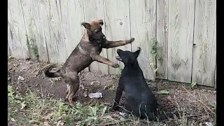 Играют собачки