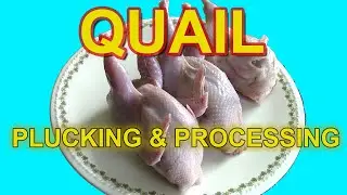 PLUCKING & PROCESSING QUAIL - Testing the Plucker Ukraine Drill Mounted Plucker