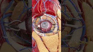 Explore the Intricate Anatomy of the Eye
