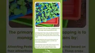 Keep Aphids Away from Your Market Crops with THESE  #gardening