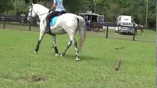 Karla.CustomSaddlery 2