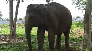 Gajah dan kuda indonesia