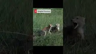 Wild Tibetan foxes captured frolicking in Qinghai