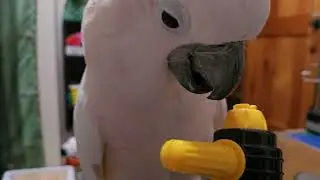 A Cockatoo & A Drill ??!!