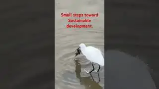 nature II sustainable development II heron