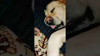 А хозяйка на коврике ляжет🤣