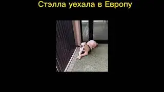 Передают привет Стэлла и ее дети Милан и Челси!! #собакадруг #всемпособаке #rescuedog