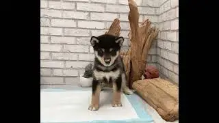 Black and Tan Shiba Inu - Mike