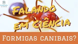 Formigas canibais que bebem urina | Falando em Ciência #49