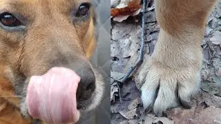 Мой лучший Друзяка - Амбалёнок лапки как у ведмедика🐶🐶🐶🥰🥰🥰