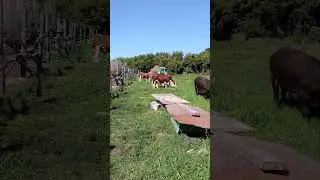 выпустил быков на травку