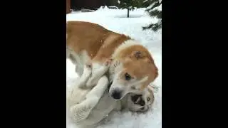 Собачьи Бои/Бой Века. Грузинские Горные Собаки/Грузинские Овчарки