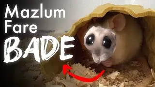 Rat Faresi Besleme Rehberi