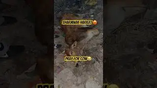 Sharmnak harkat😡 pray for cow😭