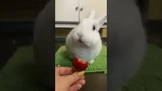 Кролик кушает клубнику 🍓