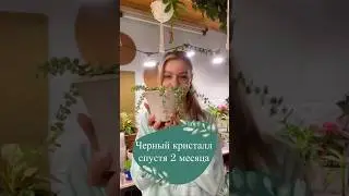 Черный кристалл спустя 2 месяца🌿 Показываю всё как есть, выводы делайте сами💚 #грунт #черенкование