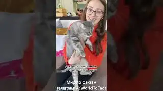 как правильно брать кошку на руки #кошки #советы
