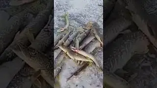 У Щуки Жор Попали!