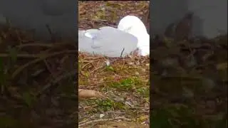 Seagull on the nest. 