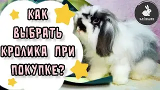 HOW TO CHOOSE A RABBIT WHEN BUYING | WHICH RABBITS ARE BEST TO KEEP AT HOME