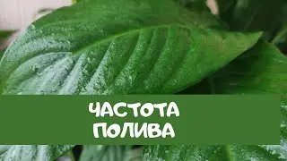 Женское счастье (спатифиллум), как часто поливать растение