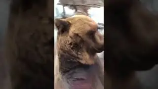 Мишудка проходит мимо автобуса