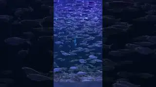 How many fish can you count on this video? 