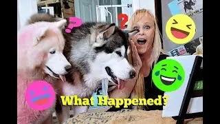 Tonka Can’t Believe I Paint This Bad!