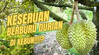 Berburu Durian Kalimantan Langsung di Kebun #kalimantan #durian