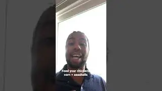 What to feed your chickens