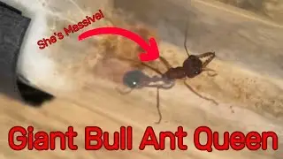 Keeping the Australian Bull Ant as a pet