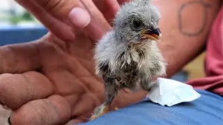 Homestead How To: Splinting a Chick Foot