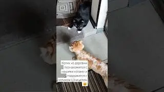Котик Марсик (Веснушик) остается с нами #котик #деревня #спасениекота