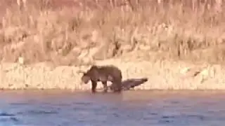 ПО РЕКАМ СИБИРИ осень по мелям на болотоходе мотор весло