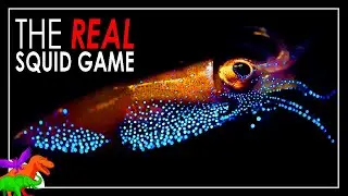 Squid Game IRL | The Beautiful Blue Rave Dance of the Firefly Squid